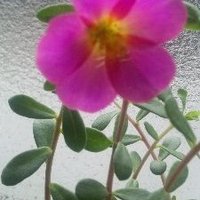 💑シェルシェール💑 (@pnksy644) 's Twitter Profile Photo