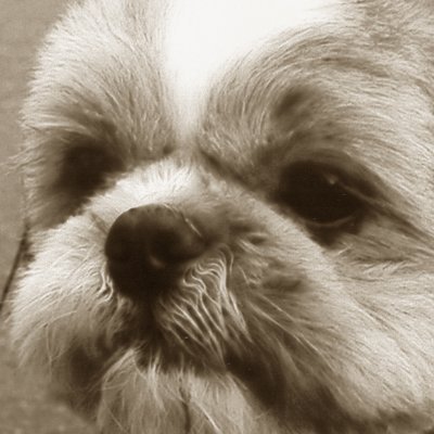 hori5vspec2's profile picture. 吾輩は犬である。