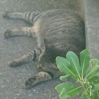 猫(@9dYBeL73mw2Nx9U) 's Twitter Profile Photo