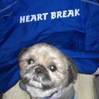 ペン²&てんてん🐶 (@v1500m) 's Twitter Profile Photo ペン²&てんてん🐶 (@v1500m) 's Twitter Profile Photo