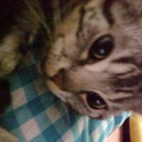 あひるねこ (@nekonekoduck) 's Twitter Profile Photo あひるねこ (@nekonekoduck) 's Twitter Profile Photo