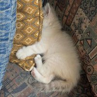 Fᴇʙᴇ Nᴀᴛᴀʟɪᴀ ⨾ ☃☃ (@bebe9natnat) 's Twitter Profile