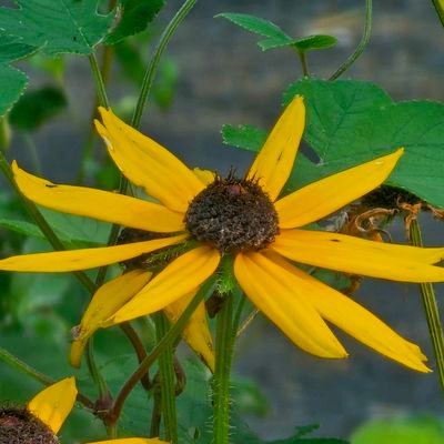 Tyke888666's profile picture. 