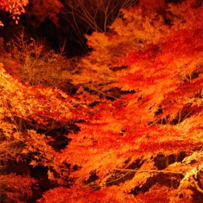 活動開始時期未定!月1回程度の頻度で関東圏の日帰り旅行などを中心に、長期休暇は少し遠くに遠征などもしたいと考えています!品川(高輪)キャンパスを中心に活動していきます!(他校舎も大歓迎です)ご連絡はDMもしくはtoukai.ryoko@gmail.com までよろしくお願いします!