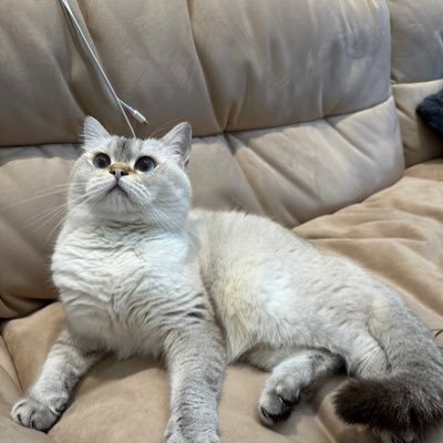 baozaodage11's profile picture. 韭菜