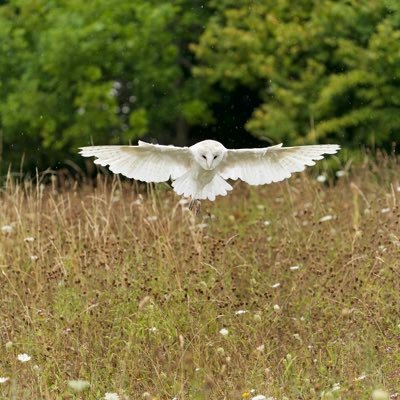 wildlife, nature and landscape photographer. Alamy & Shutterstock contributor.  Bee farmer in a former life