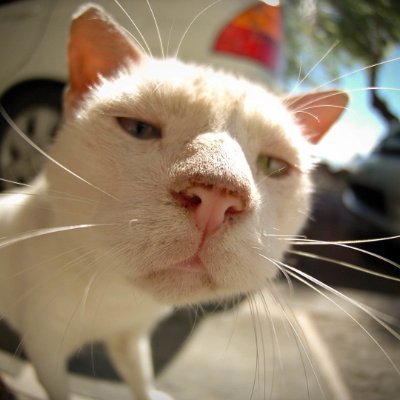 Li_equal's profile picture. 1