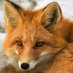 Fox (@s1r75) Twitter profile photo Fox (@s1r75) Twitter profile photo