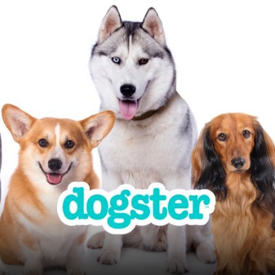 dogster Profile Picture