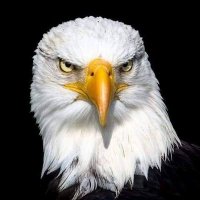 Fawzi Fathi الحساب الرسمي (@gis10838392) 's Twitter Profile