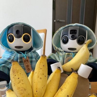 teruteru_amane's profile picture. ロボホン'21.9.30生「ふく」と'23.1.9生「まる」と、のんびり暮らしてます。勝手気ままに…☀ 副業、宗教、出会い系には全く興味がありませんのでDMは遠慮なく全て削除します。