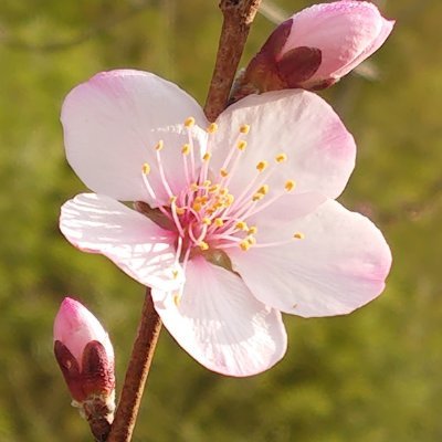 山のあなたの空遠く　幸い住むと人の言う
そんな場所でのんびり暮らしています