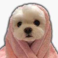 かべこ (@hiyoko_neko7) 's Twitter Profile