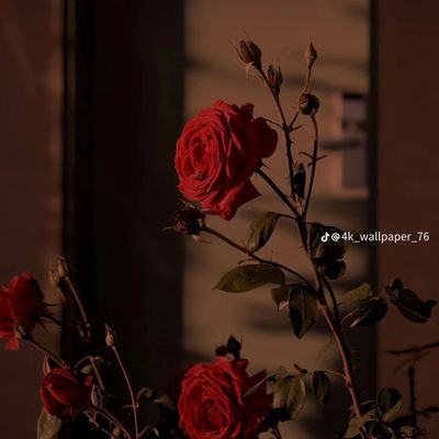 MaryamIbra18219's profile picture. 