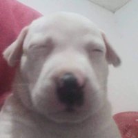 핌피 (@moyamero99) 's Twitter Profile Photo