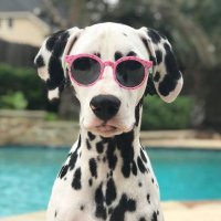 Dalmatian Dogs Lovers(@DalmatianThings) 's Twitter Profile Photo