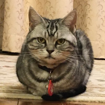 imayamu_tourist's profile picture. Atcoder 頑張ります 🟢今年までに水色💧目標 https://t.co/znCtg9bA9w