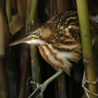 Vso_norm (@vso_norm) 's Twitter Profile