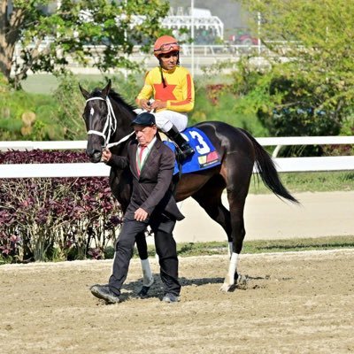 Hipódromo La Rinconada. Stud Quarterback, colores del 9no Triple Coronado del Hipismo en Venezuela 👑👑👑