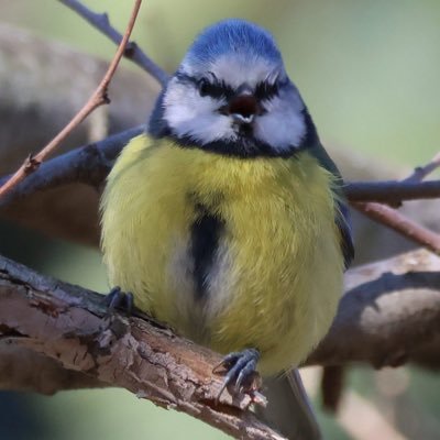 ddatbab's profile picture. 성인여성/생태전공대학생/생물, 자연, 여행/canon R7/생물계 트친 환영/ 모든 사진은 직접 촬영했습니다. 모든 형태의 재배포 및 변형을 금지합니다.