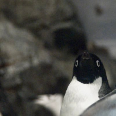 NUBS MSR 3年 日本各地の水族館をめぐり(普段は関東)をしてます バイオロギングの研究をしたい 夢は南極へ行くことです