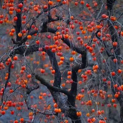 chenggan1980's profile picture. 自由无价。