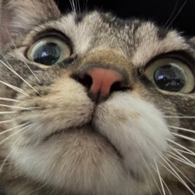 corosukemaru_'s profile picture. 投資初心者です。日本人の諸先輩方色々教えてください。ねこも見て→https://t.co/iOiQrzOrEt