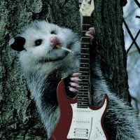 ∘˚˳° Jade / Siv (I'm Silly) ∘˚˳° (@jade_siv_possum) 's Twitter Profile