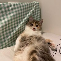 Nonodog (@bluuekku) 's Twitter Profile