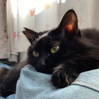 黒猫クロノ@mipo (@yamamizu1531) 's Twitter Profile Photo 黒猫クロノ@mipo (@yamamizu1531) 's Twitter Profile Photo