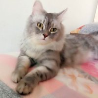 هنا سمير🌸 (@hanaaelmekawy) Twitter profile photo