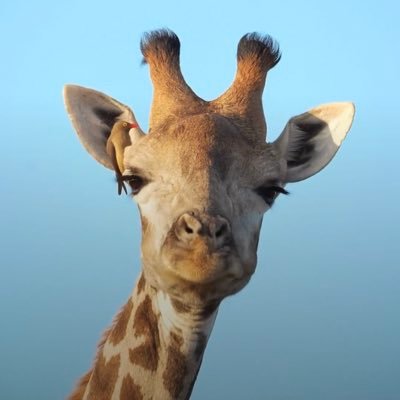 taiyo6mala's profile picture. 🇵🇪🇯🇵