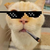 Char Rao (@hangonsoupy) 's Twitter Profile