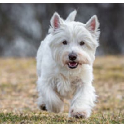 MICHELVroniqu13's profile picture. Spécialité : Chasse au blaireau