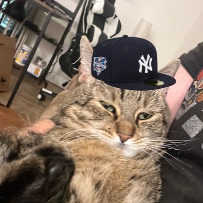 communicating my feelings of Yankees, Rangers, and Jets through cat memes