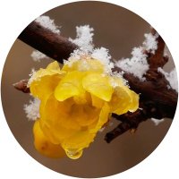گل یخ (@goleyakhfree) 's Twitter Profile Photo گل یخ (@goleyakhfree) 's Twitter Profile Photo