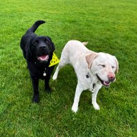 Kika & Quark(@Kika_GuideDog) 's Twitter Profileg