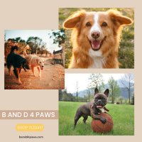 B and D 4 Paws(@bandd4paws) 's Twitter Profile Photo