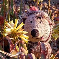 BeesWithHelveti (@beeswithhelveti) 's Twitter Profile