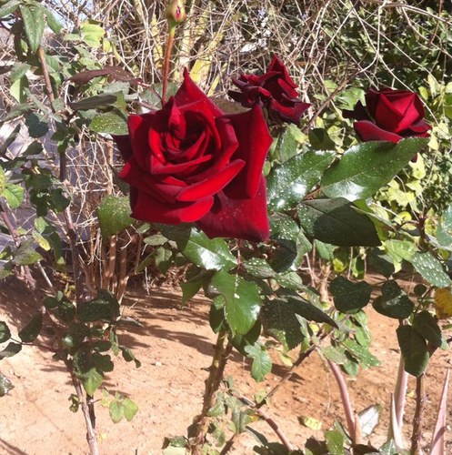أم حنين 🌺