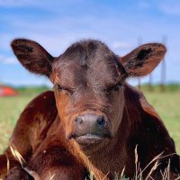 Alpha Is Back (@savedbyhim2) 's Twitter Profile
