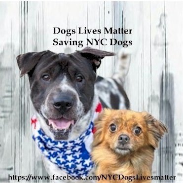 Admin at Dogs Lives Matter - Saving NYC Dogs, a group of advocates on Facebook committed to saving the dogs of #NYCACC @DLM_SNYCDogs