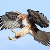 Hawk Eyes Trading Strategy(@hawkeyestrade) 's Twitter Profile Photo