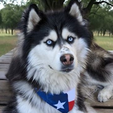 Hi! I'm Bruce, the Siberian Texan. I love to make new friends and explore new places, But most of all, I love Texas! I hope youll join me on my Texas adventure!