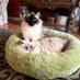 Sister Resister 🐕🦺🐈⬛🐾 (@goodtroublegran) Twitter profile photo Sister Resister 🐕🦺🐈⬛🐾 (@goodtroublegran) Twitter profile photo