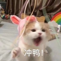 姬小兔不爱吃野莓 (@jixiaotuxxx) 's Twitter Profile Photo 姬小兔不爱吃野莓 (@jixiaotuxxx) 's Twitter Profile Photo