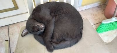 MorelloRex's profile picture. 