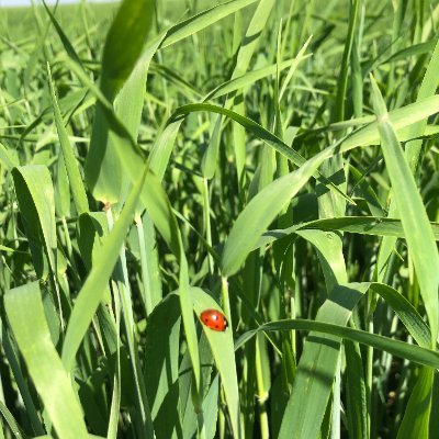 Prairie Grain Development Committee (PGDC) is a forum for the exchange of information relevant to the development of grain crop cultivars for western Canada.