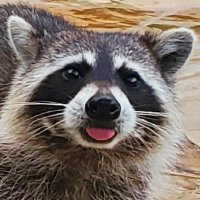 Raccoon (@raccoon_1776) 's Twitter Profile