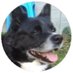 R3gga3SharkYT (@goated_beardog) Twitter profile photo R3gga3SharkYT (@goated_beardog) Twitter profile photo